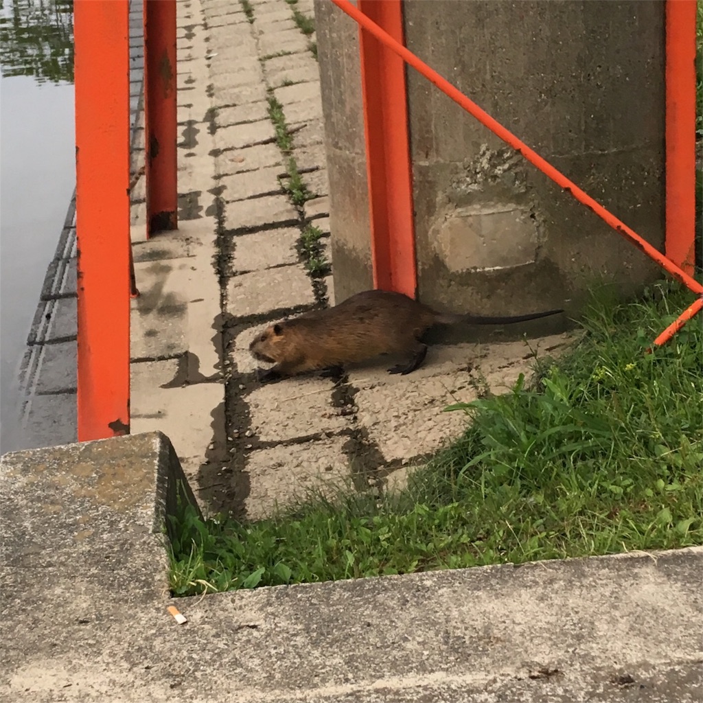 f:id:NiceFish:20180606040349j:image f:id:NiceFish:20180606040349j:image