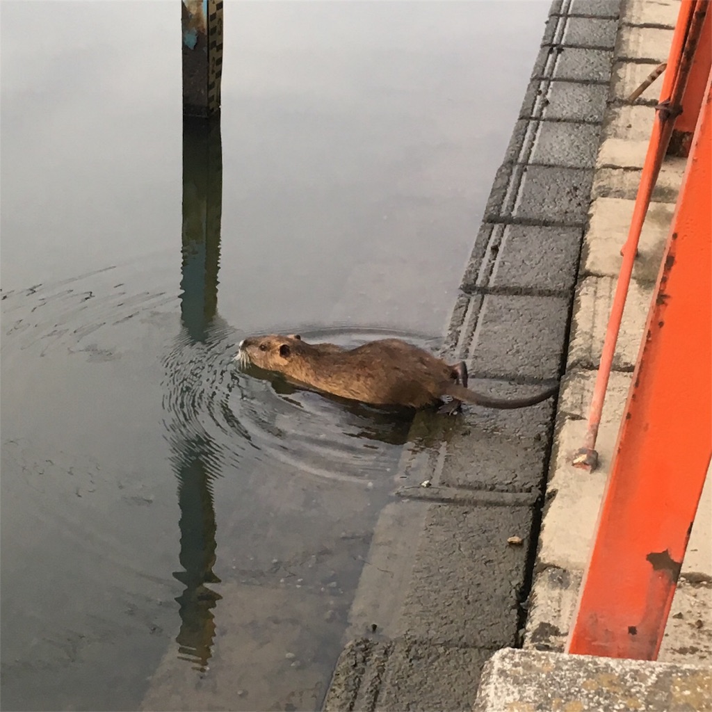 f:id:NiceFish:20180606040353j:image f:id:NiceFish:20180606040353j:image