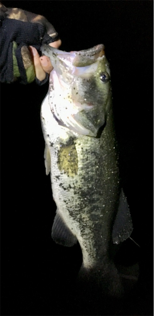 f:id:NiceFish:20180606041352j:image