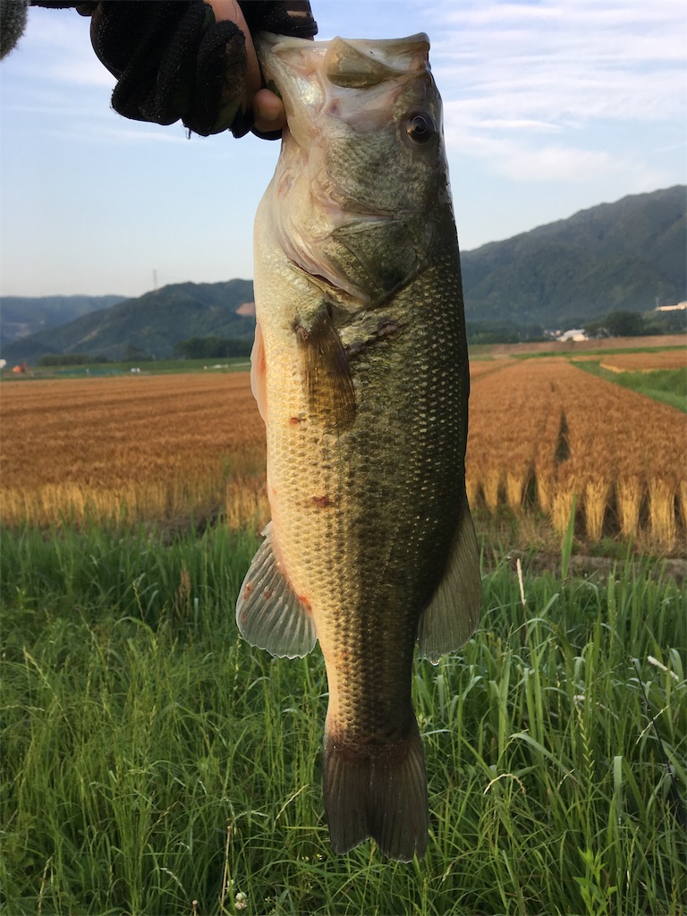 f:id:NiceFish:20180611221933j:image f:id:NiceFish:20180611221933j:image