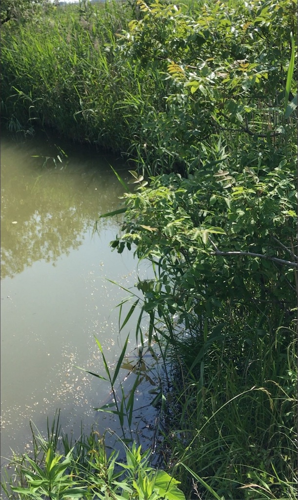 f:id:NiceFish:20180611223230j:image f:id:NiceFish:20180611223230j:image