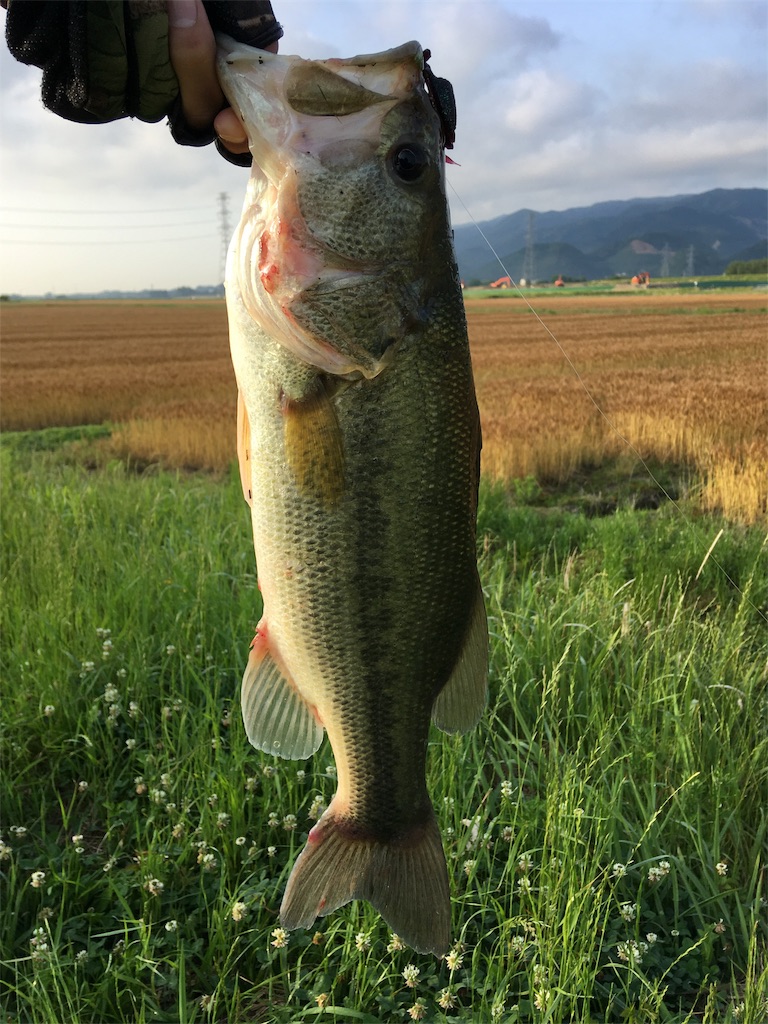 f:id:NiceFish:20180611223331j:image f:id:NiceFish:20180611223331j:image