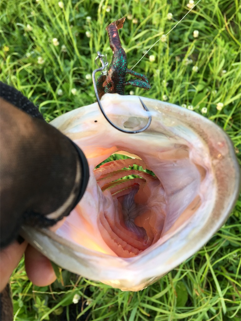 f:id:NiceFish:20180611224847j:image f:id:NiceFish:20180611224847j:image