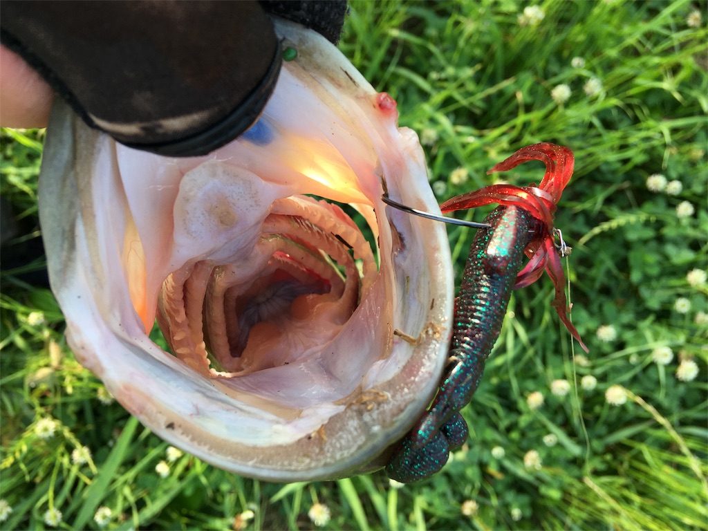 f:id:NiceFish:20180611225352j:image f:id:NiceFish:20180611225352j:image