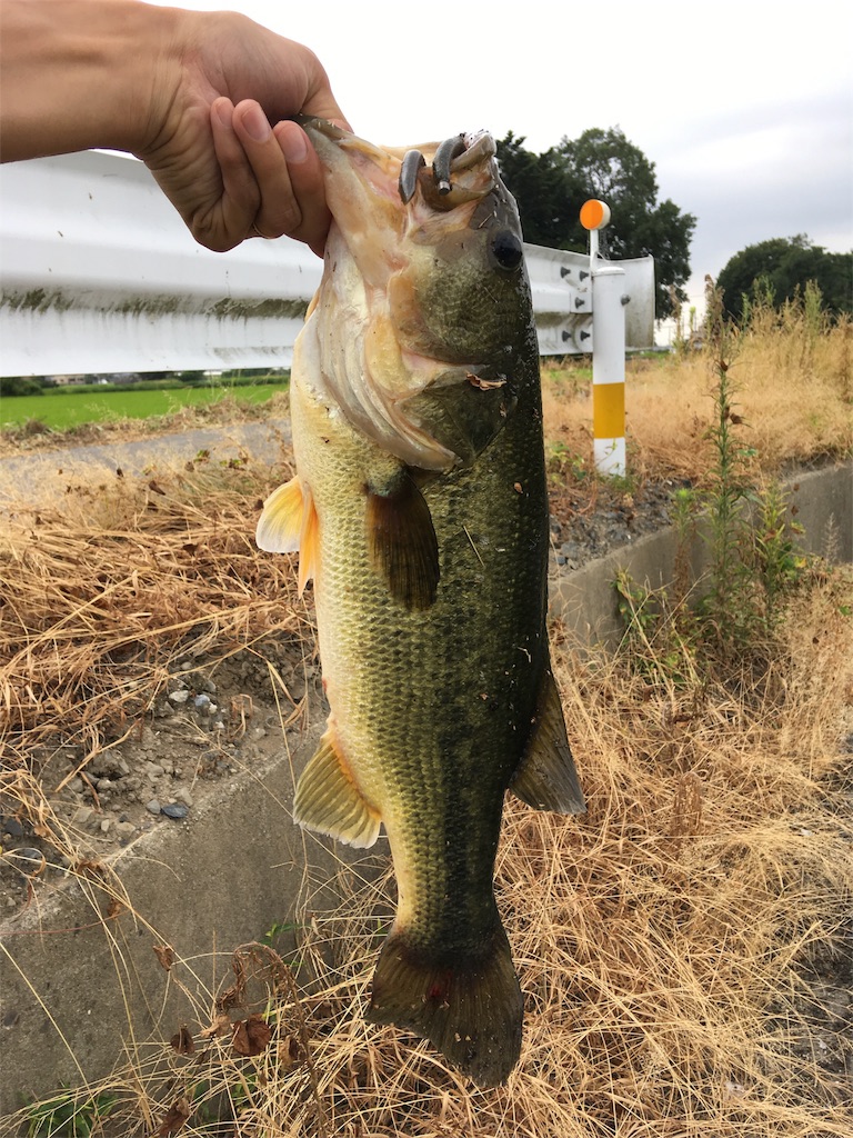 f:id:NiceFish:20180727115957j:image f:id:NiceFish:20180727115957j:image