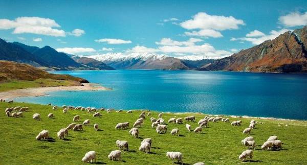 2_sheep_new_zealand