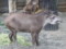 大和田獏  in 上野動物園