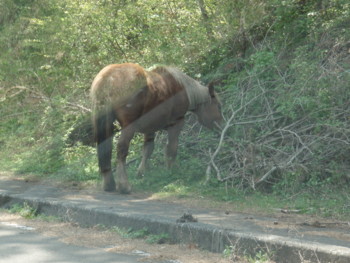 尻屋岬の馬