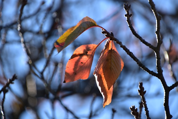 f:id:Nikon1J2dejicame:20161112133746j:plain f:id:Nikon1J2dejicame:20161112133746j:plain