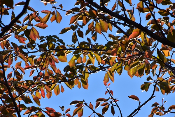 f:id:Nikon1J2dejicame:20161112135937j:plain f:id:Nikon1J2dejicame:20161112135937j:plain