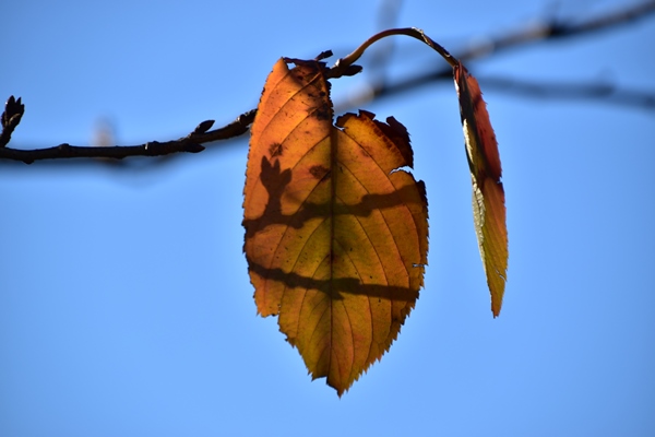 f:id:Nikon1J2dejicame:20161112135956j:plain f:id:Nikon1J2dejicame:20161112135956j:plain