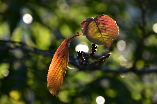 f:id:Nikon1J2dejicame:20161112140806j:plain f:id:Nikon1J2dejicame:20161112140806j:plain