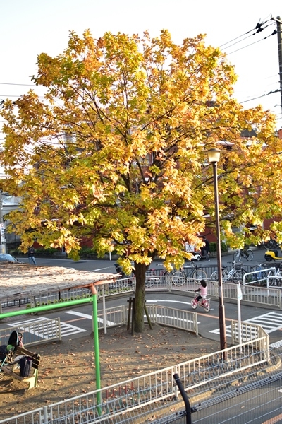 f:id:Nikon1J2dejicame:20161113154213j:plain f:id:Nikon1J2dejicame:20161113154213j:plain