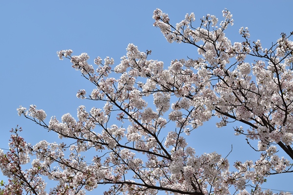 f:id:Nikon1J2dejicame:20170415110612j:plain f:id:Nikon1J2dejicame:20170415110612j:plain