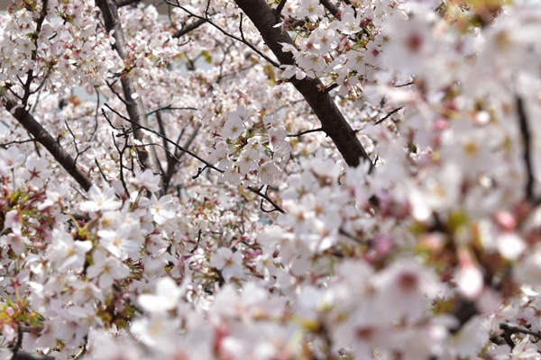 f:id:Nikon1J2dejicame:20170415110931j:plain f:id:Nikon1J2dejicame:20170415110931j:plain