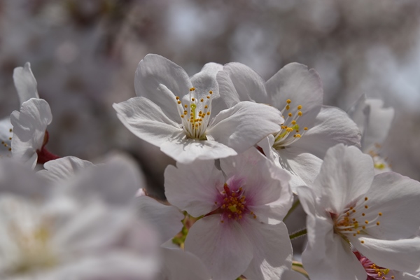 f:id:Nikon1J2dejicame:20170415111025j:plain f:id:Nikon1J2dejicame:20170415111025j:plain