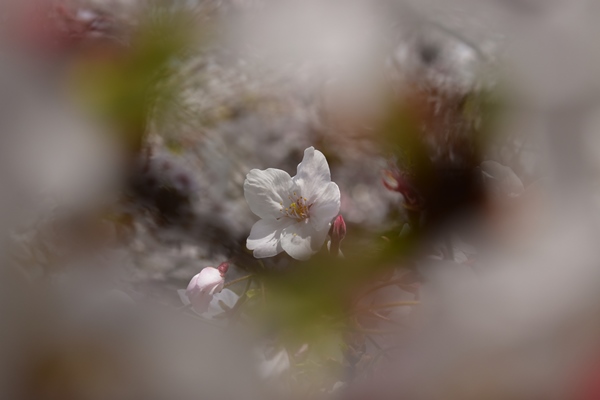 f:id:Nikon1J2dejicame:20170415111132j:plain f:id:Nikon1J2dejicame:20170415111132j:plain