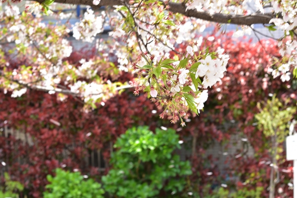 f:id:Nikon1J2dejicame:20170415111702j:plain f:id:Nikon1J2dejicame:20170415111702j:plain