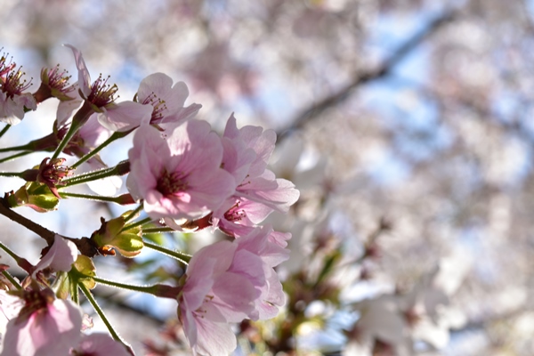 f:id:Nikon1J2dejicame:20170415112511j:plain f:id:Nikon1J2dejicame:20170415112511j:plain