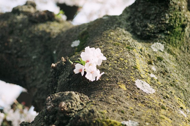 f:id:Nikon_alice:20210402193000j:image f:id:Nikon_alice:20210402193000j:image