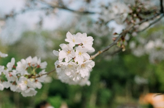f:id:Nikon_alice:20210402193125j:image f:id:Nikon_alice:20210402193125j:image