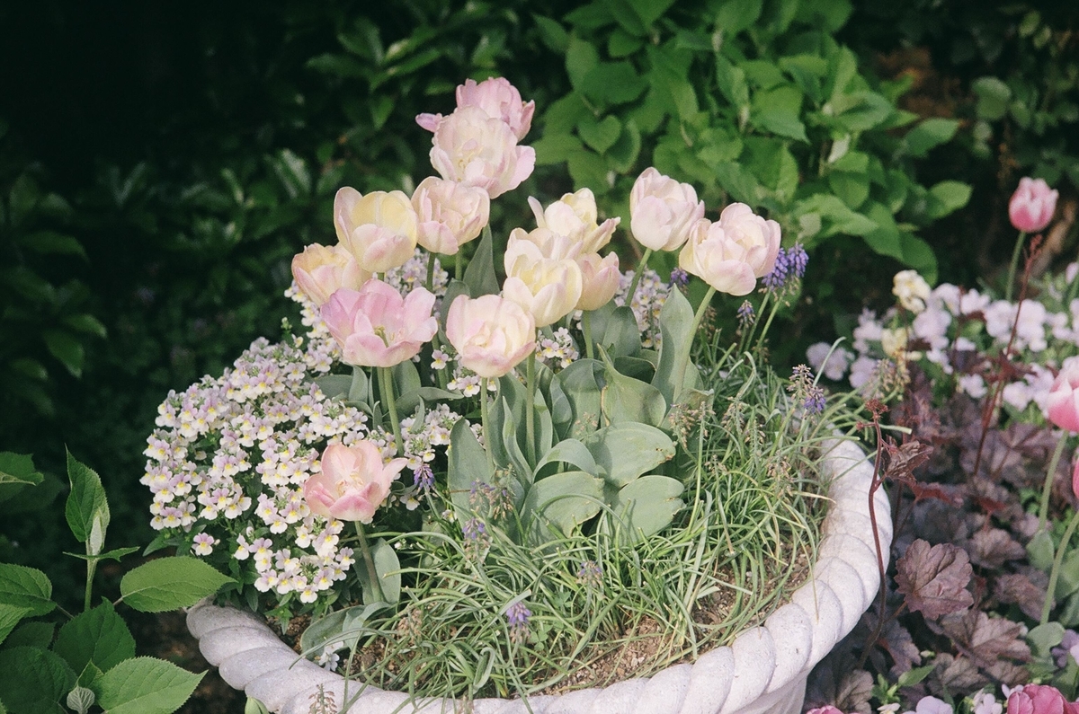 f:id:Nikon_alice:20210629202439j:plain
