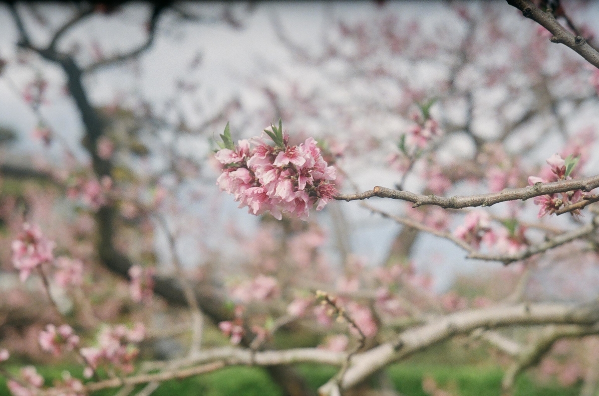 f:id:Nikon_alice:20210629202502j:plain