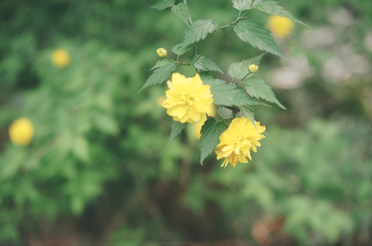 f:id:Nikon_alice:20210629202530j:plain