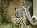 [多摩動物公園]