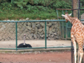 [多摩動物公園][キリン][ダチョウ]