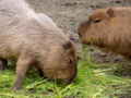 [上野動物園][カピバラ]