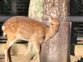 [井の頭自然文化園][シカ]