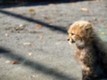 [多摩動物公園][チーター]チーター