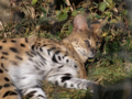 [多摩動物公園][サーバル]サーバル