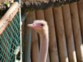 [多摩動物公園][ダチョウ]ﾀﾞﾁｮｳ