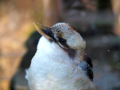 [多摩動物公園][鳥]