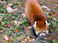 [多摩動物公園][レッサーパンダ]