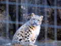 [多摩動物公園][ユキチ][ユキヒョウ]ユキチ