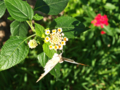 [多摩動物公園][チョウ]