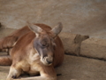 [多摩動物公園]