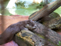 [上野動物園][カワウソ]