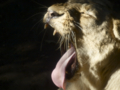 [ライオン][上野動物園]