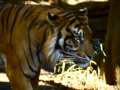 [上野動物園][スマトラトラ]