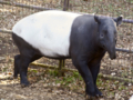 [マレーバク][千葉市動物公園][咲子]