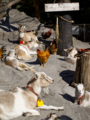 [上野動物園]