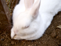 [上野動物園]