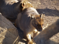 [上野動物園]