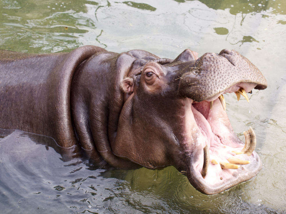 カバ肉食 _ カバ 食べられる : 水中での生活に特化したカバの体のつくり:web動物図鑑 – JOCIL