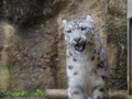 [多摩動物公園]