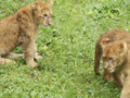 [多摩動物公園]